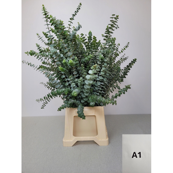 <h4>EUC BABY BLUE PB</h4>