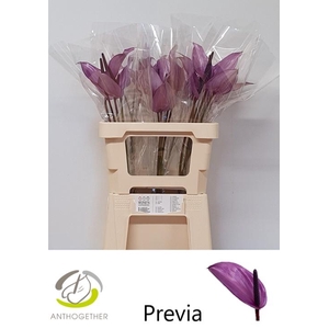 Anthurium Previa