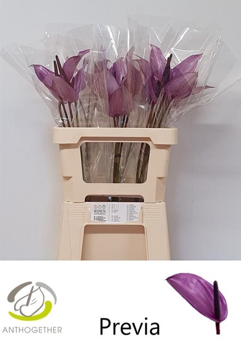 <h4>Anthurium Previa</h4>