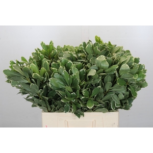 Pittosporum Ilan (Isr)