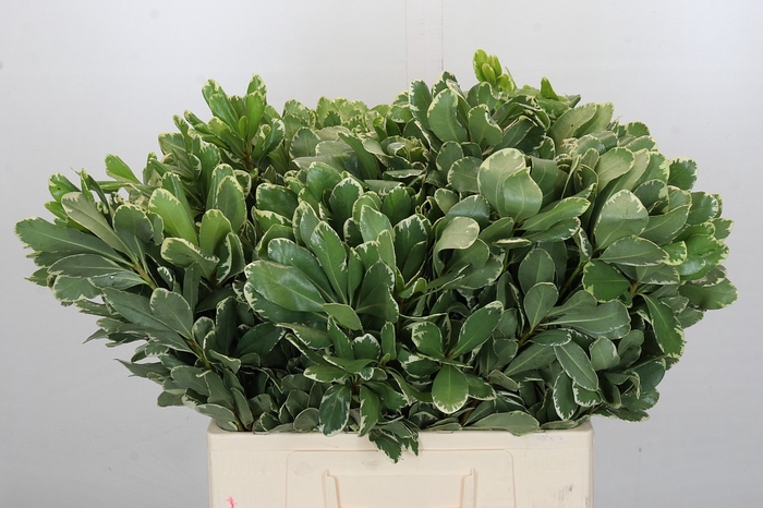 <h4>Pittosporum Ilan (Isr)</h4>