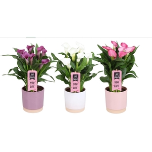 Zantedeschia gemengd Calla Moederdag mix in Julia keramiek