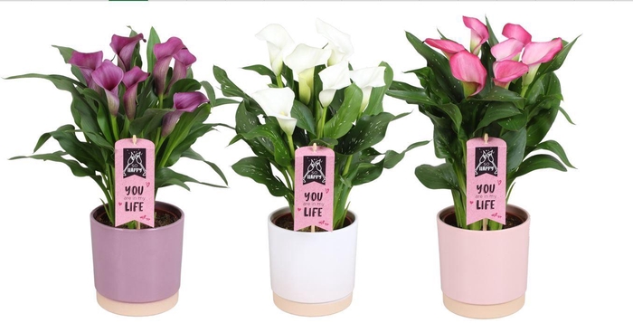 <h4>Zantedeschia gemengd Calla Moederdag mix in Julia keramiek</h4>