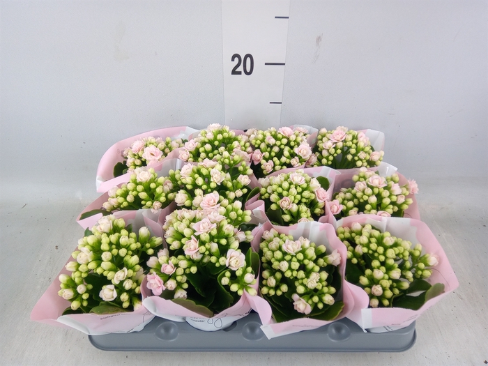 <h4>Kalanchoe   ...mini</h4>