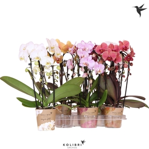 Kolibri Orchids Phalaenopsis Cascade Niagara Fall mix 3 spike