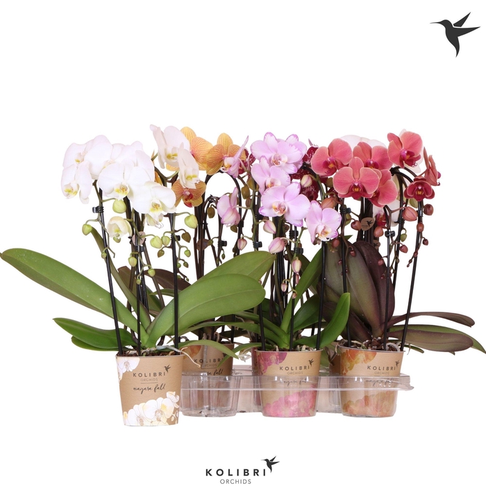 <h4>Kolibri Orchids Phalaenopsis Cascade Niagara Fall mix 3 spike</h4>