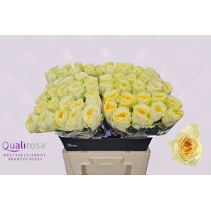 R Gr Buttercup