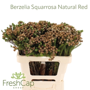 Berzelia Squarrosa (paleacea) Natural Red