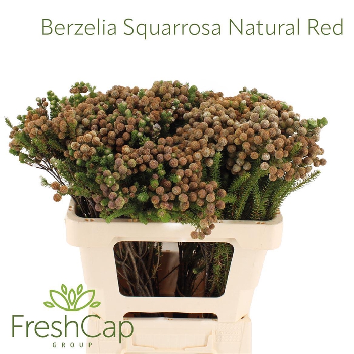 Berzelia Squarrosa (paleacea) Natural Red