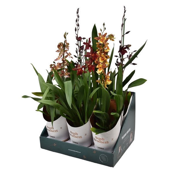 <h4>Cambria mix 1 tak 12 cm in Bush Brothers showdoos met potcover</h4>