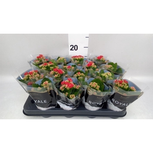 Kalanchoe blos. 'RosDon Justino'