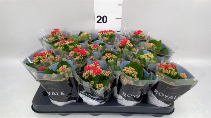 <h4>Kalanchoe blos. 'RosDon Justino'</h4>
