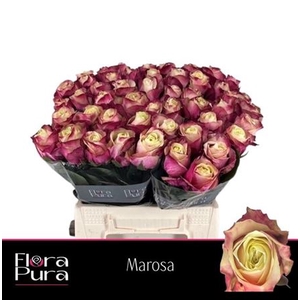 Rosa grootbloemig Marosa