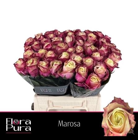 <h4>Rosa grootbloemig Marosa</h4>