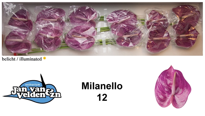 <h4>Anthurium Milanello</h4>