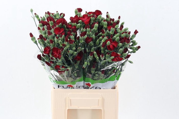 <h4>Di Solomio Edo x20</h4>
