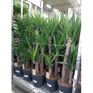 Yucca