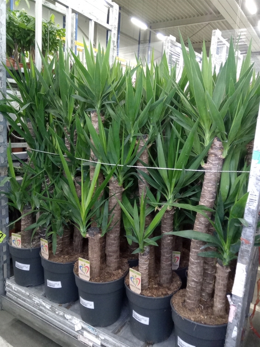 <h4>Yucca</h4>