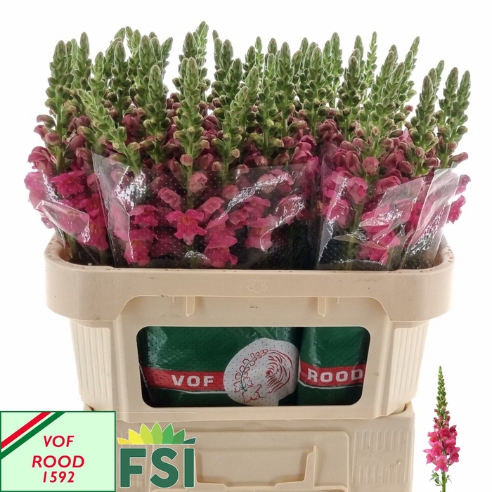 <h4>ANTIR POTO CHER ROSE</h4>