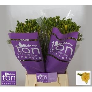 Freesia du Marseille