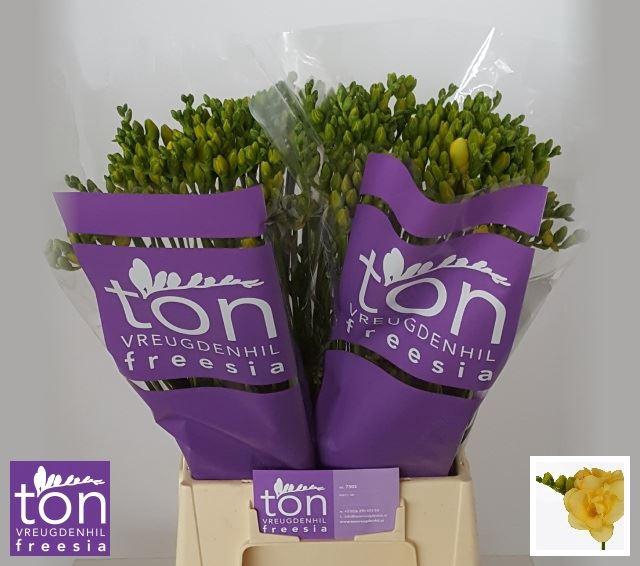 <h4>Freesia du Marseille</h4>