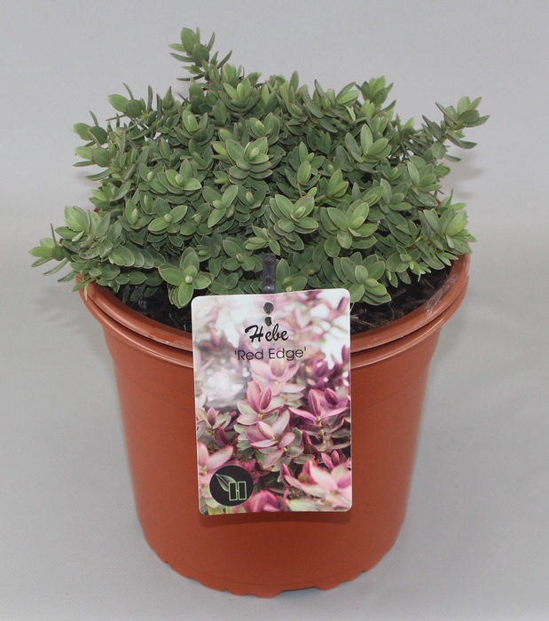 <h4>Hebe 'Red Edge' C5</h4>