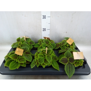 Pilea alumi