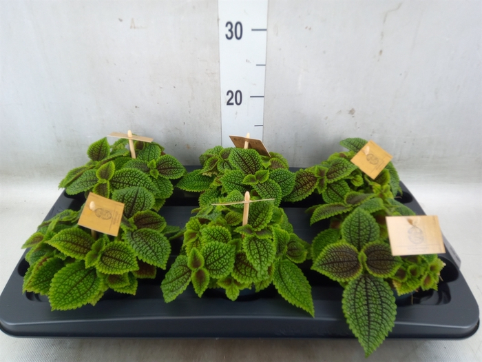 <h4>Pilea alumi</h4>