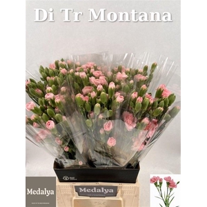 Di Tr Montana