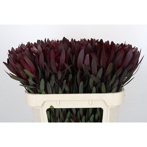 Leucadendron Saf Sunset Dark Red