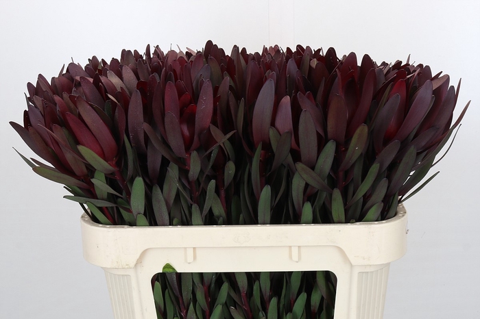 <h4>Leucadendron Saf Sunset Dark Red</h4>