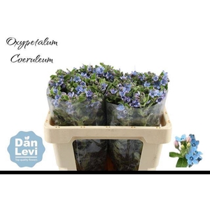 OXY CO TAN PURE BLU