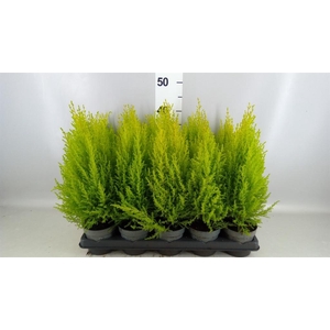 Cupressus macro. 'Goldcrest Wilma'
