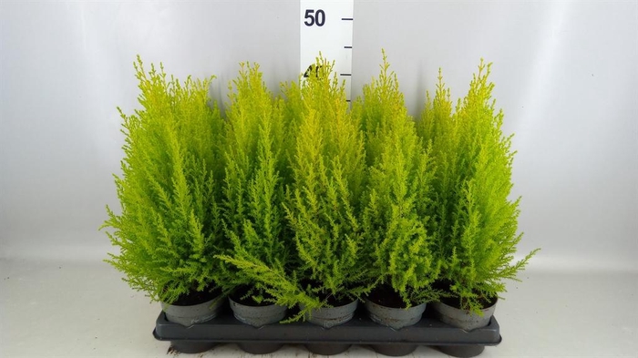 <h4>Cupressus macro. 'Goldcrest Wilma'</h4>