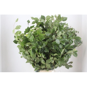 Beuk Naturel P Bunch