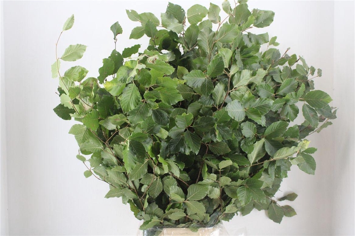 <h4>Beuk Naturel P Bunch</h4>