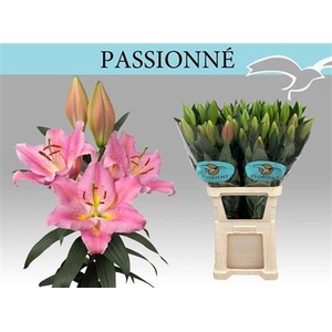 Li Or Passionne