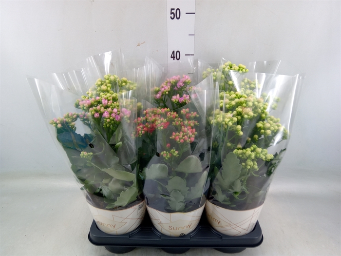 <h4>Kalanchoe   ...</h4>