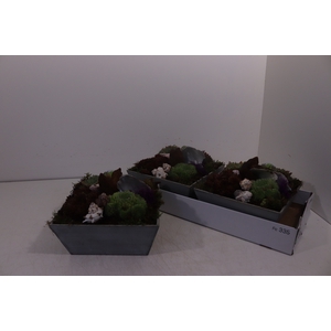 ARR SEMPERVIVUM