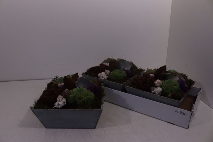 <h4>ARR SEMPERVIVUM</h4>