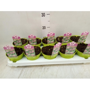 Fritillaria meleagris