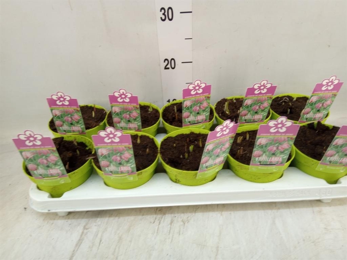 <h4>Fritillaria meleagris</h4>