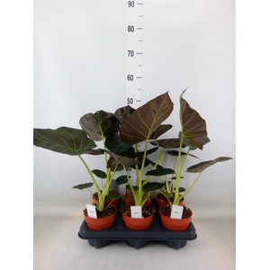 Alocasia  'Regal Shields'