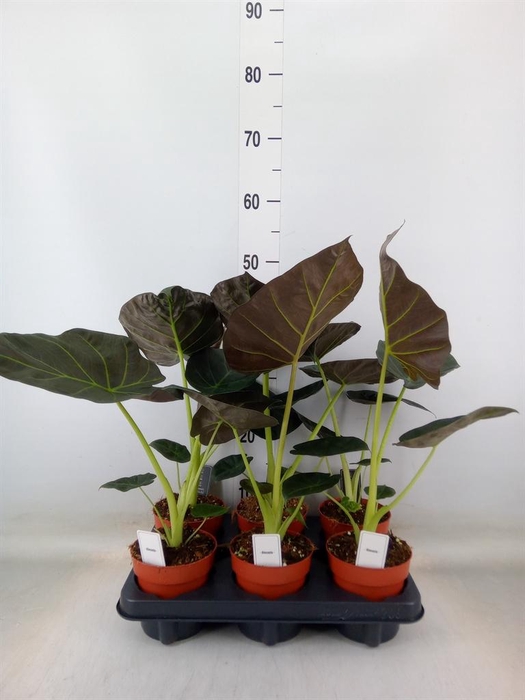 <h4>Alocasia  'Regal Shields'</h4>