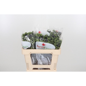 Eryng Pl Mag Purp St