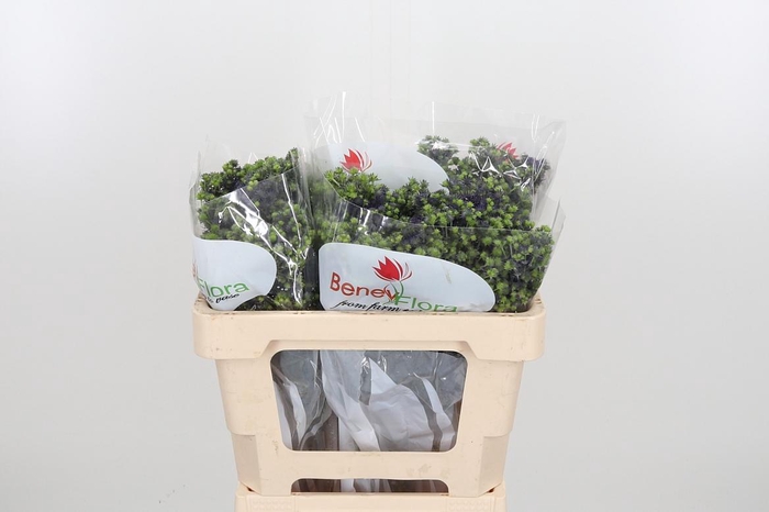 <h4>Eryng Pl Mag Purp St</h4>