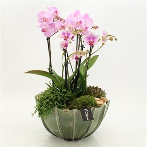 Arrangementen Phalaenopsis mt H%