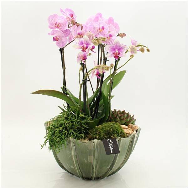 <h4>Arrangementen Phalaenopsis mt H%</h4>