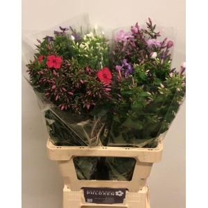 PHLOX P GEM IN FUST