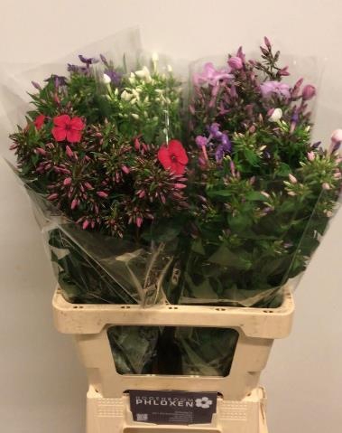 <h4>PHLOX P GEM IN FUST</h4>